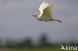 Cattle Egret (Bubulcus ibis)