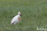 Koereiger (Bubulcus ibis)