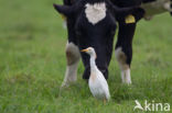 Cattle Egret (Bubulcus ibis)