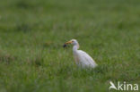 Koereiger (Bubulcus ibis)