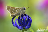 Silver-spotted Skipper (Hesperia comma)