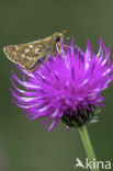 Silver-spotted Skipper (Hesperia comma)