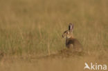 Rabbit (Oryctolagus cuniculus)