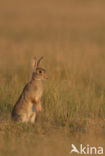 Rabbit (Oryctolagus cuniculus)