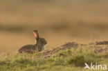 Rabbit (Oryctolagus cuniculus)