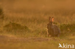 Konijn (Oryctolagus cuniculus)