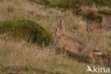 Rabbit (Oryctolagus cuniculus)