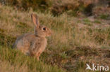 Rabbit (Oryctolagus cuniculus)