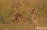 Konijn (Oryctolagus cuniculus)