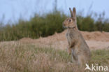 Konijn (Oryctolagus cuniculus)