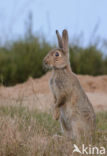 Konijn (Oryctolagus cuniculus)