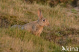 Rabbit (Oryctolagus cuniculus)