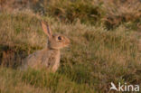 Konijn (Oryctolagus cuniculus)