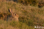 Konijn (Oryctolagus cuniculus)