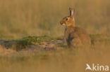 Rabbit (Oryctolagus cuniculus)