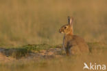 Rabbit (Oryctolagus cuniculus)