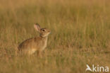 Konijn (Oryctolagus cuniculus)