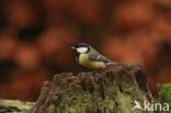 Great Tit (Parus major)