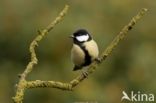 Great Tit (Parus major)