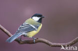 Great Tit (Parus major)