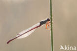 Koraaljuffer (Ceriagrion tenellum)