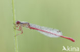 Koraaljuffer (Ceriagrion tenellum)