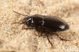 Korstmoskruiper (Harpalus neglectus)