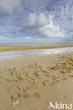 Glasswort (Salicornia europaea)