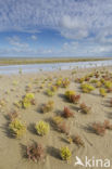 Glasswort (Salicornia europaea)