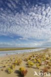 Glasswort (Salicornia europaea)