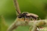 Kortsprietgroefbij (Lasioglossum brevicorne)