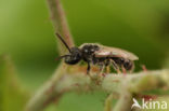 Lasioglossum brevicorne