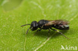 Kortsprietmaskerbij (Hylaeus brevicornis)