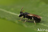 Kortsprietmaskerbij (Hylaeus brevicornis)