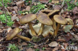 Kostgangerboleet (Boletus parasiticus)