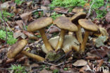 Kostgangerboleet (Boletus parasiticus)