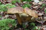 Kostgangerboleet (Boletus parasiticus)