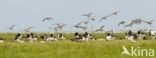 Krombekstrandloper (Calidris ferruginea)