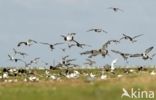 Krombekstrandloper (Calidris ferruginea)