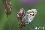 Lycaeides argyrognomon