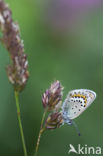 Kroonkruidblauwtje (Lycaeides argyrognomon)