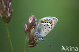 Kroonkruidblauwtje (Lycaeides argyrognomon)