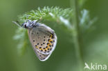 Plebejus argyrognomon