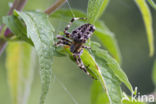 European Garden Spider (Araneus diadematus)