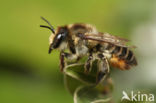 Kustbehangersbij (Megachile maritima)