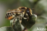 Kustbehangersbij (Megachile maritima)
