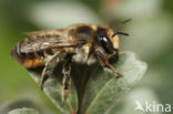 Kustbehangersbij (Megachile maritima)