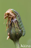 Marbled Clover (Heliothis viriplaca)