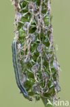 Marbled Clover (Heliothis viriplaca)
