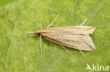 Liesgrassnuitmot (Donacaula forficella)